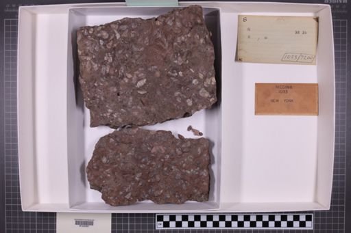 mixed taxa, stratigraphic collection