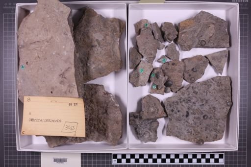 mixed taxa, stratigraphic collection