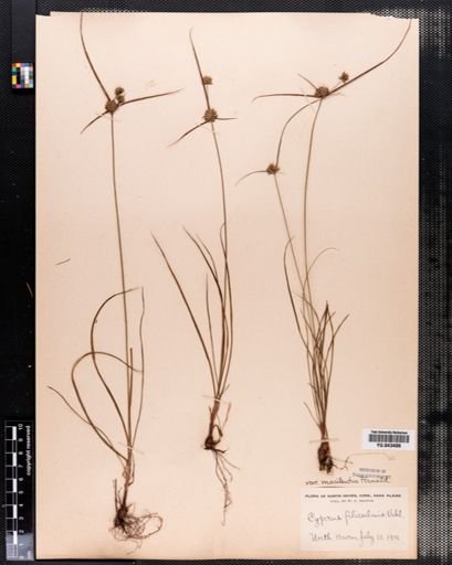 Cyperus filiculmis