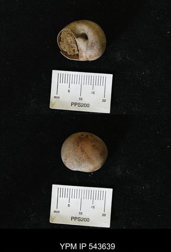 Lunatia sp.
