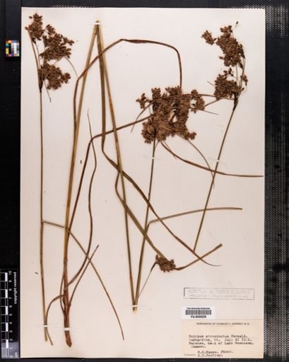 Scirpus atrocinctus