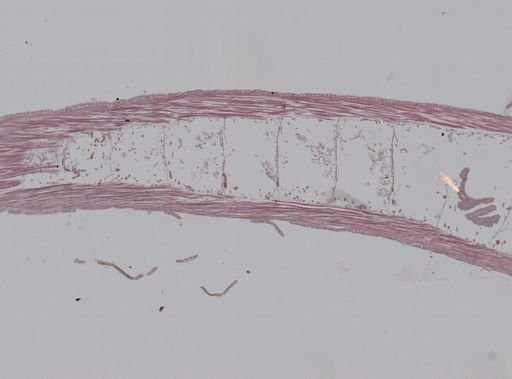Pelodrilus monticola