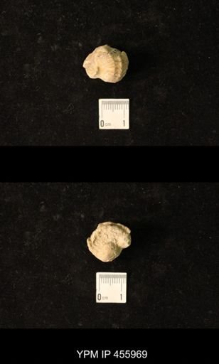 Pharkidonotus sp.
