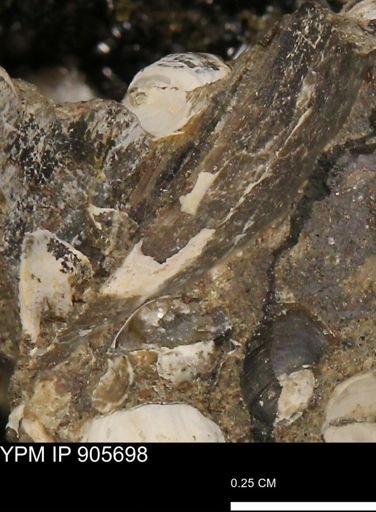undet. Mollusca