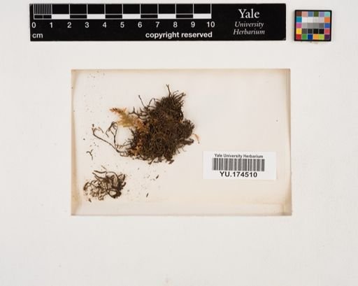Plantae
