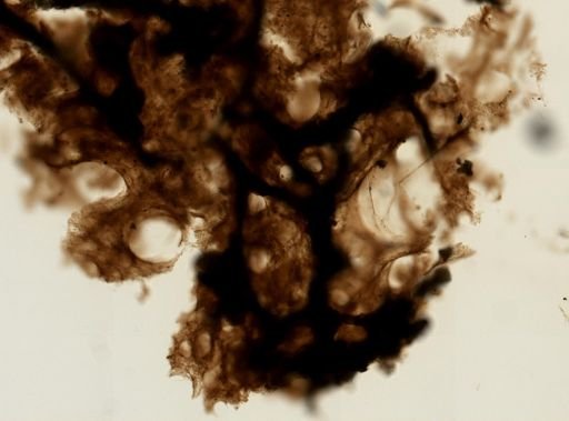 Hyrtios erectus