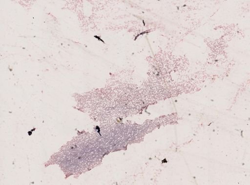 Haemoproteus danilewskyi