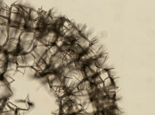 Isodictya