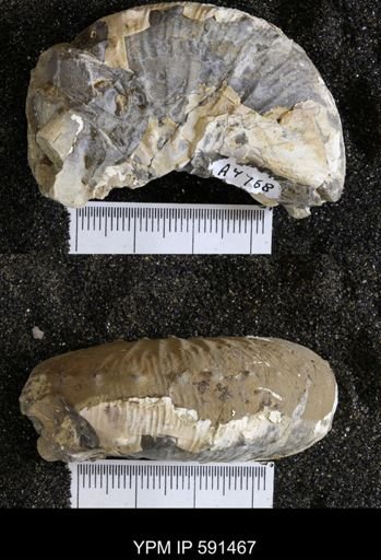 Hoploscaphites