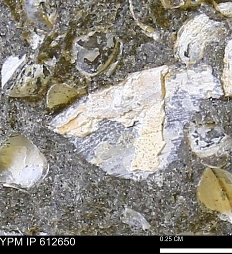 undet. Mollusca