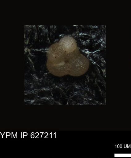 undet. Foraminiferida