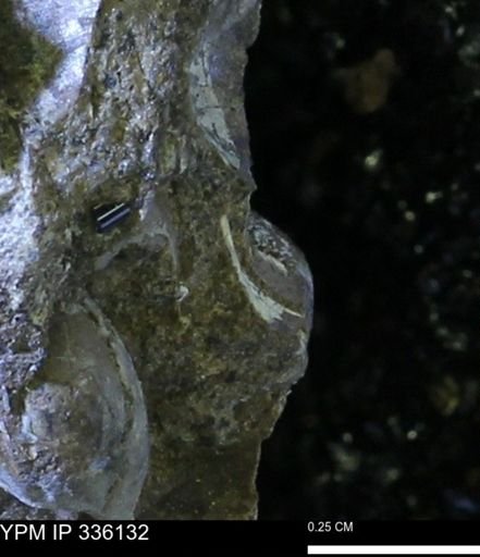 undet. Bivalvia