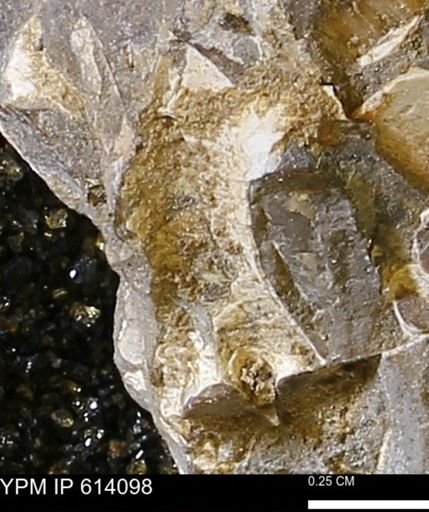 undet. Mollusca
