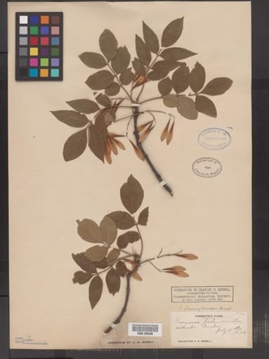 Fraxinus pennsylvanica