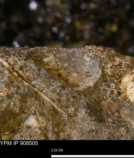 undet. Mollusca
