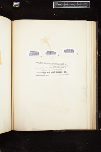 Laminaria agardhii