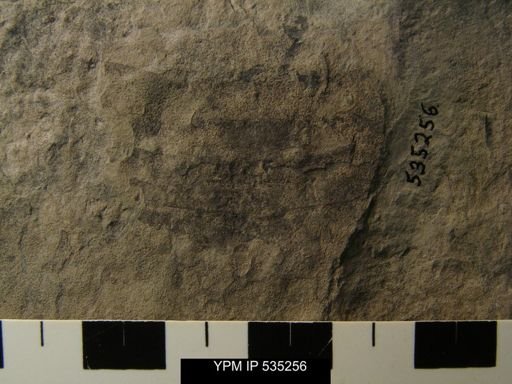 undet. Eurypterida