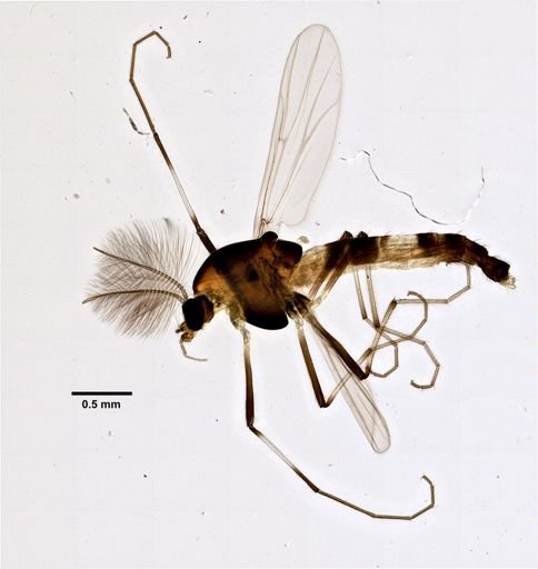 Cricotopus diversus
