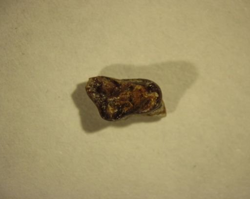 Didymictis sp.
