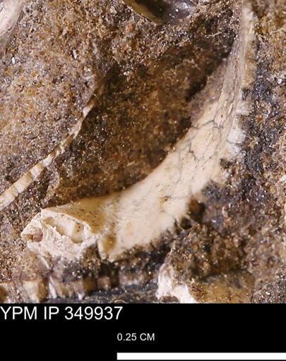 undet. Bivalvia
