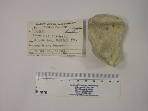 Teleoceras fossiger