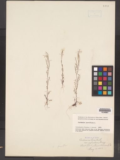 Cardamine parviflora var. arenicola