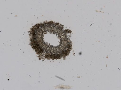 Sycon sp.