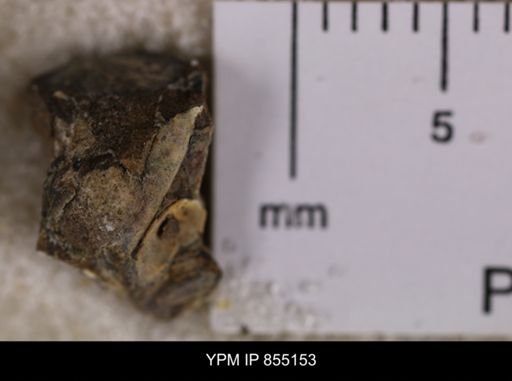 Dentalium?