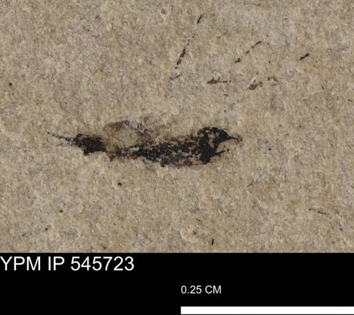 undet. Insecta