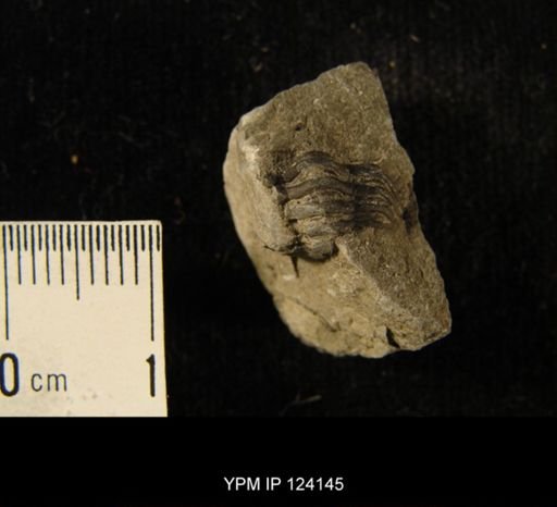 Phacops rana