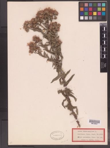 Symphyotrichum novae-angliae