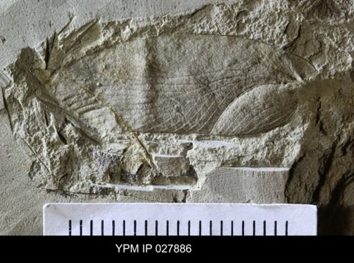Etoblattina obscura