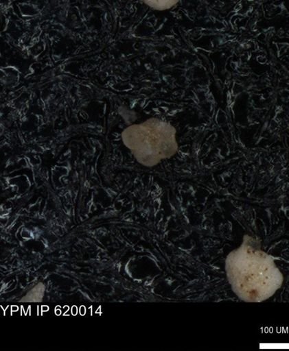 undet. Rugoglobigerinidae