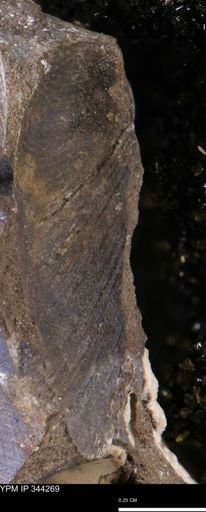 Limopsis striatopunctatus