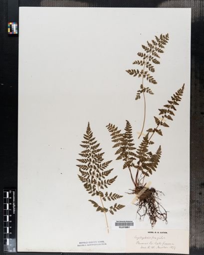 Cystopteris fragilis