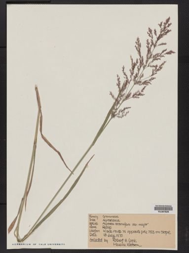 Agrostis stolonifera