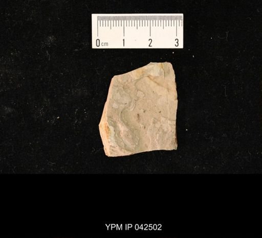 undet. Hexapoda