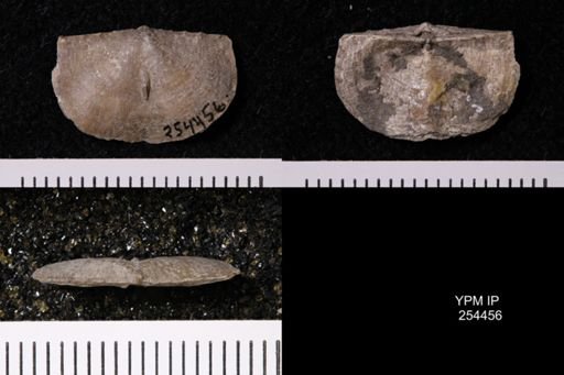Chonetes granulifer armatus