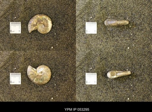 Discoscaphites conradi