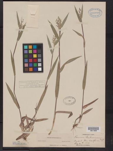 Panicum oligosanthes