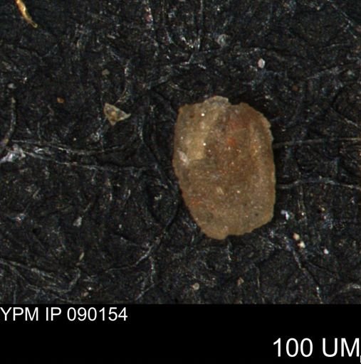 Miliammina manitobensis