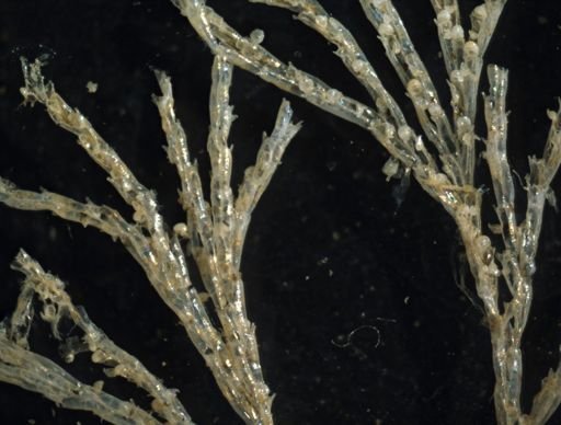Bugulina stolonifera