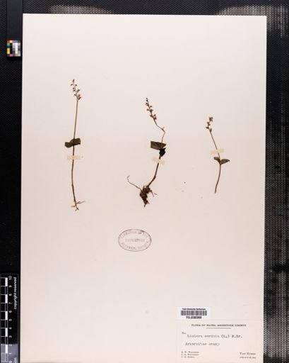 Listera cordata