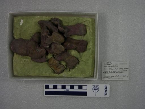 Coryphodon sp.