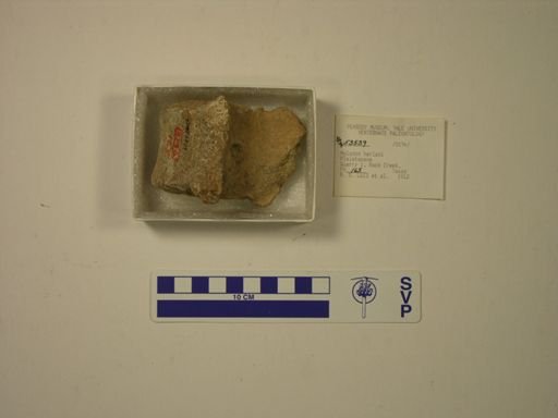 Mylodon harlani