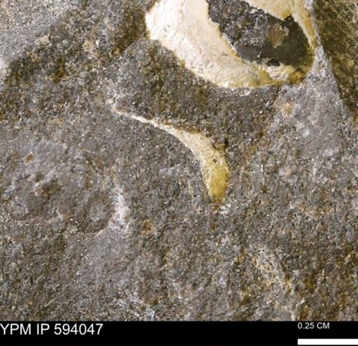 Limopsis? striatopunctatus