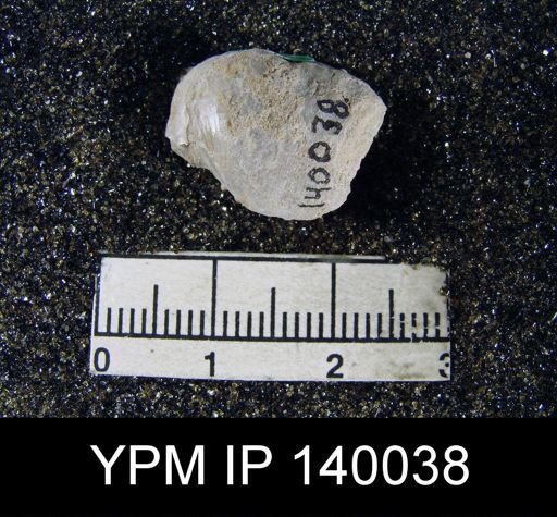 Marginifera typica