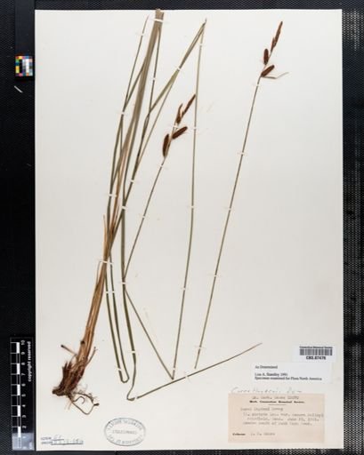 Carex haydenii