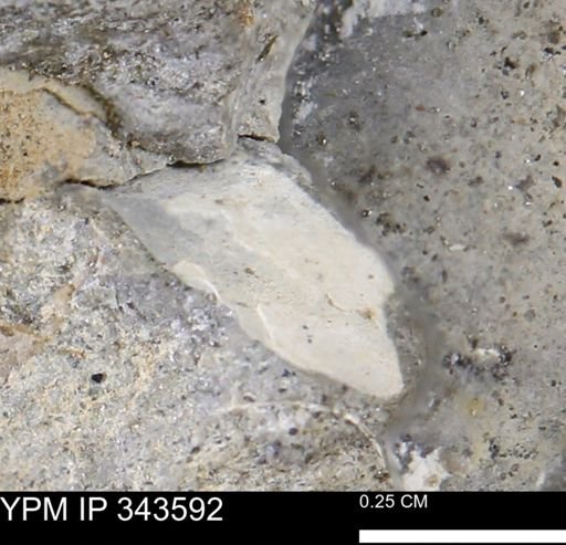 undet. Bivalvia