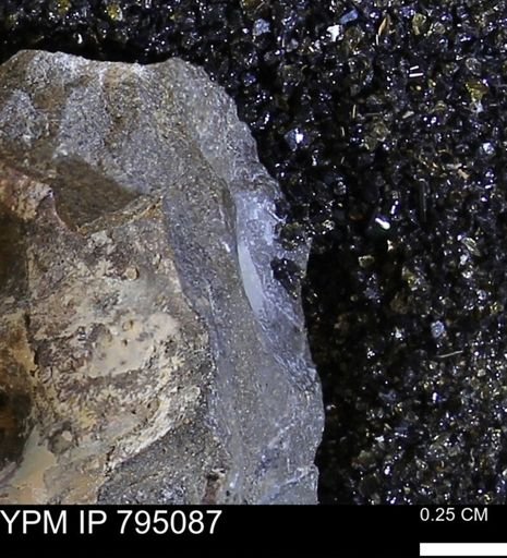 undet. Mollusca
